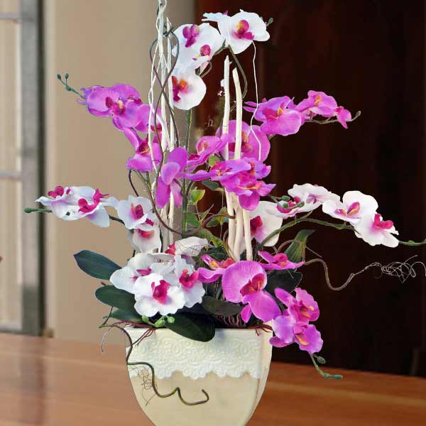 chậu lan hồ điệp tím trắng kết hợp